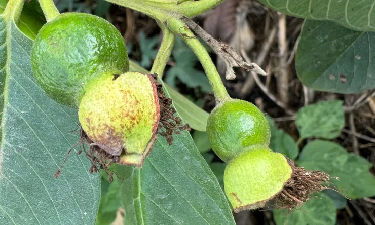 授粉後的花變黑