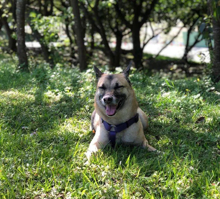 妮妮,基因缺陷先天肝臟代謝異常,七歲離世。