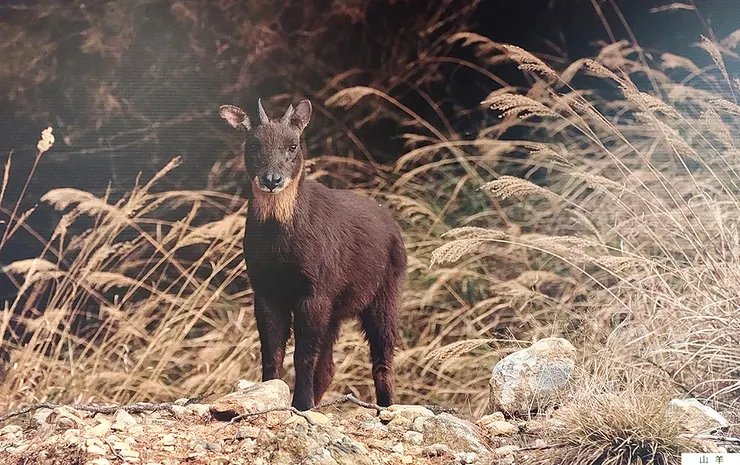 ▲台中「大雪山國家森林遊樂區」/圖片來源：Betty's Jump Diary