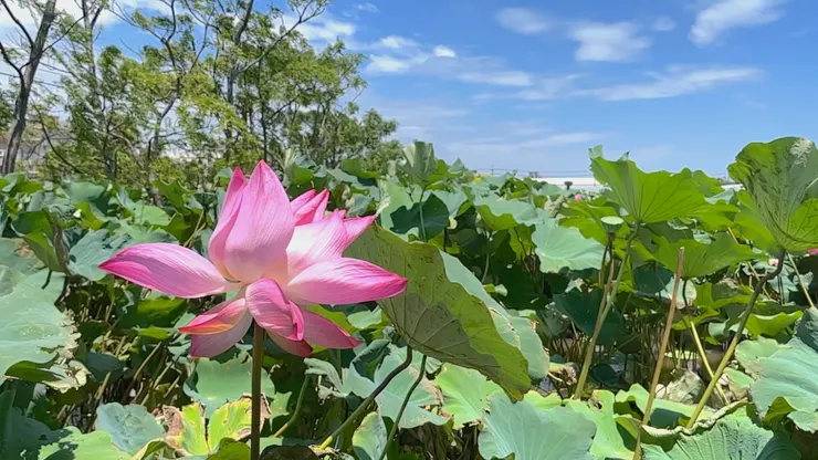 圖 YHCC@桃園縣觀音鄉-桃園蓮花季 2023.0813