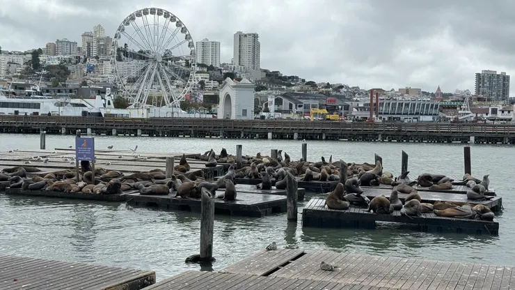 39號碼頭聚集在浮動碼頭的海獅