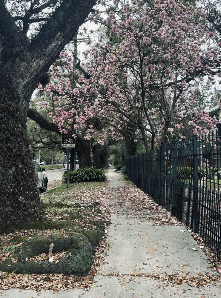 前往咖啡廳的路上會經過這個充滿花香的街道