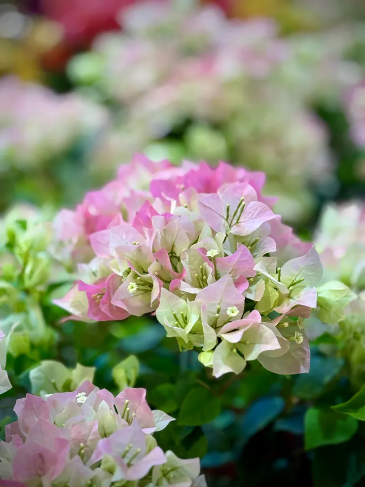 九重葛很少看到這顏色，很別緻