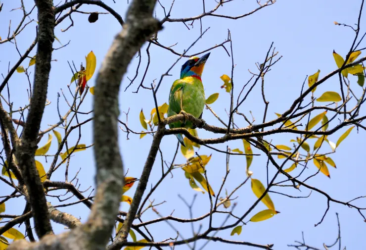 【風拂林稍順手傳播五色鳥求偶聲】