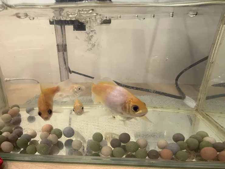 2026/04/18 張嘴的魚