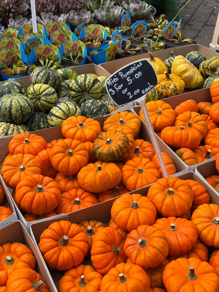 約克市區市集的迷你南瓜