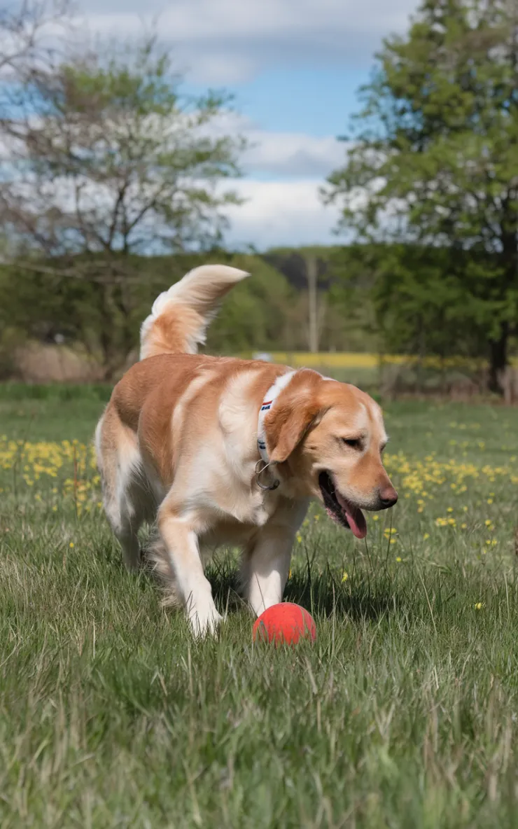 A photo of a golden retriever dog with a white collar playing with a red ball in a lush green field. The background contains trees and a blue sky with a few clouds. The ground is covered with yellow flowers.