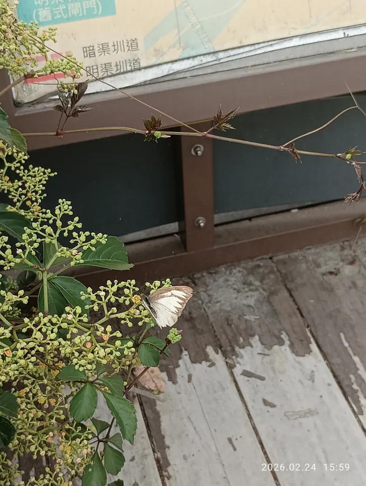 韶華正好識蜂蝶