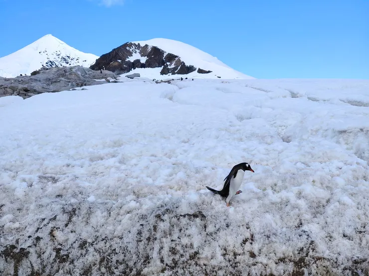 巴布亞企鵝（Gentoo），南極。