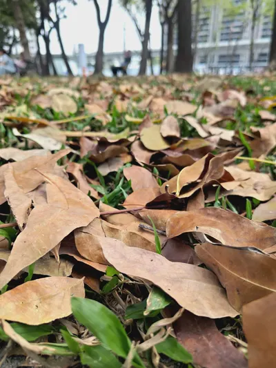 春天的落葉！