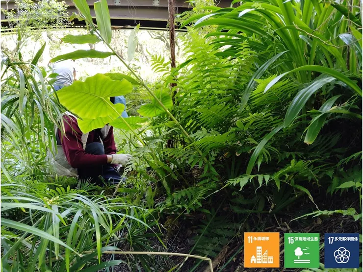拱橋下的G區日照更弱(半日照)且濕度更高了，那就選植一些較耐蔭、較耐濕的藤本跟草本食草植栽吧