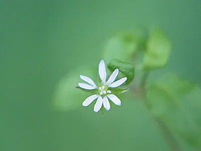 src