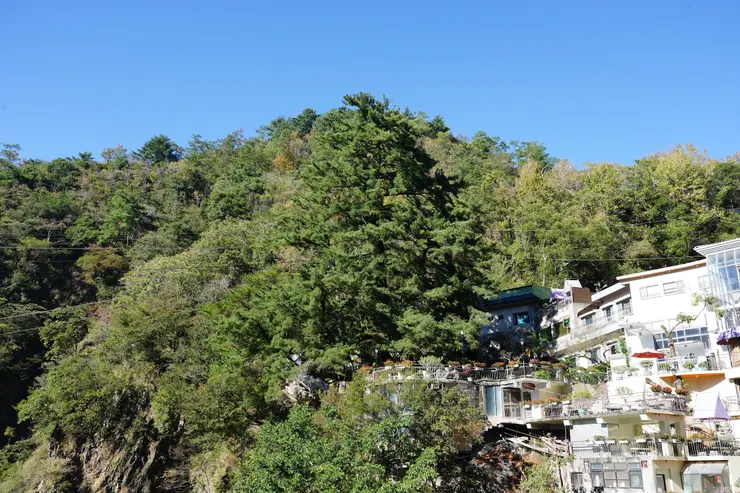 2018青翠的千年五葉松