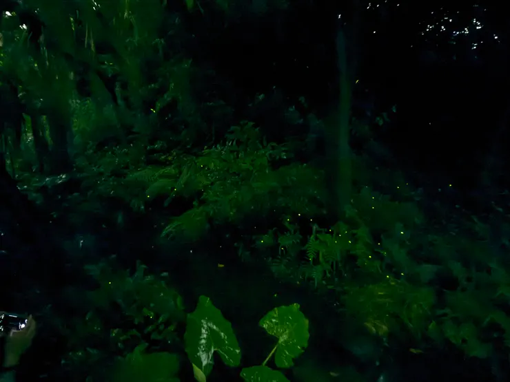 2026/04/25 戶外螢火蟲