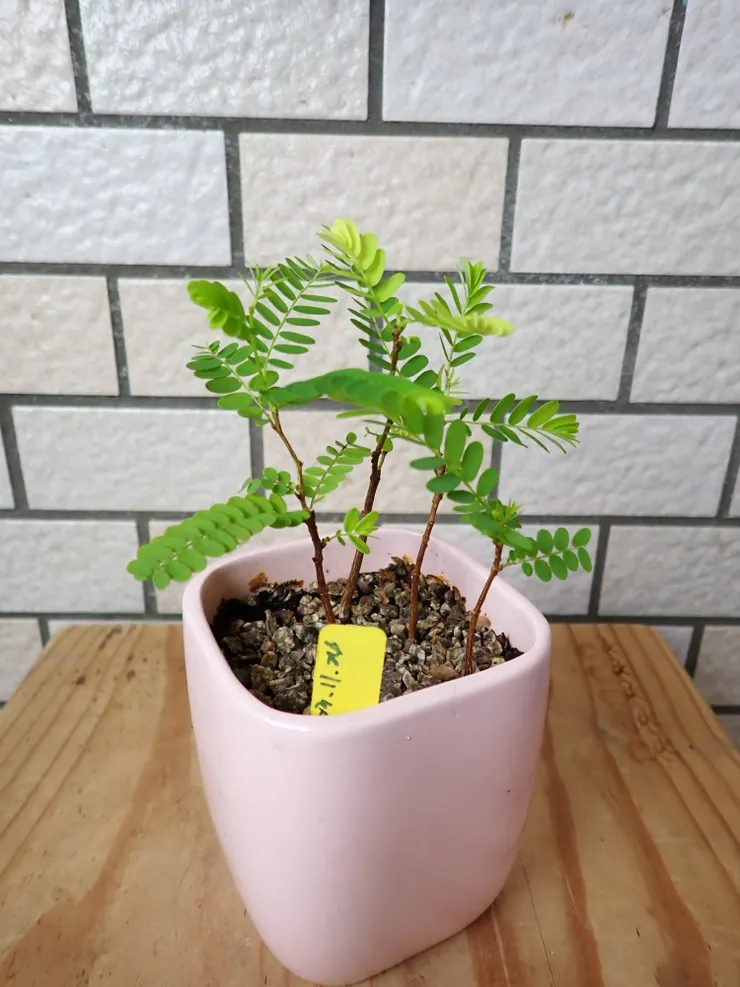 新店崇光社大114.05.21