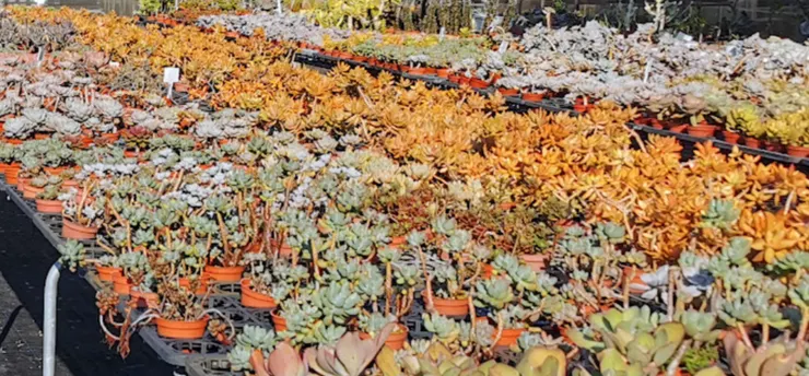 田尾公路花園有多樣化的多肉植物,是台灣的花卉中心