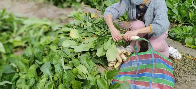 葉梗別丟可做梅乾菜渾身是寶！同仁正在摘除葉梗，現場有集中處，後續可醃製成梅乾菜等。