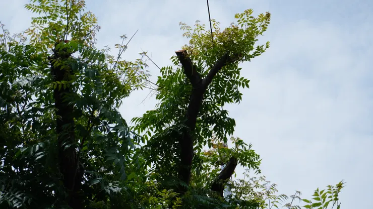 被過度照顧的台灣欒樹