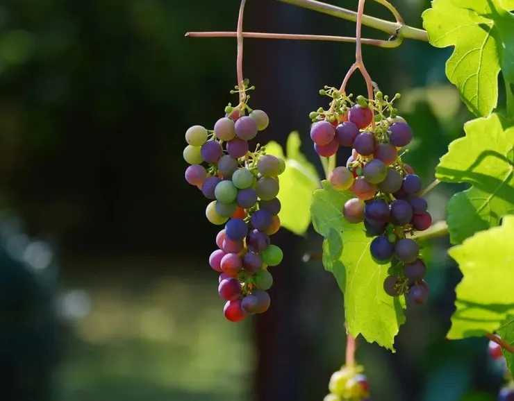 葡萄