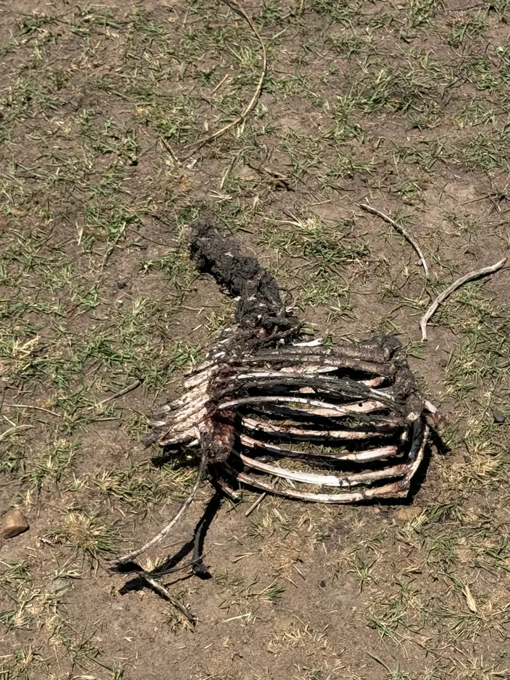 現實總是殘酷的⋯