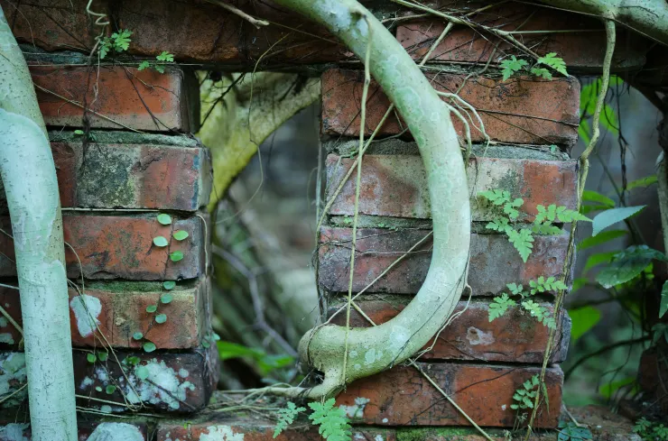 榕根與廢墟(Leica M10-R+ APO-SUMMICRON-M 35 f/2 ASPH.)