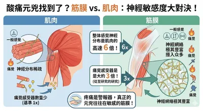 脫離永遠的肌腱發炎迷思：筋膜其實比肌肉更敏感