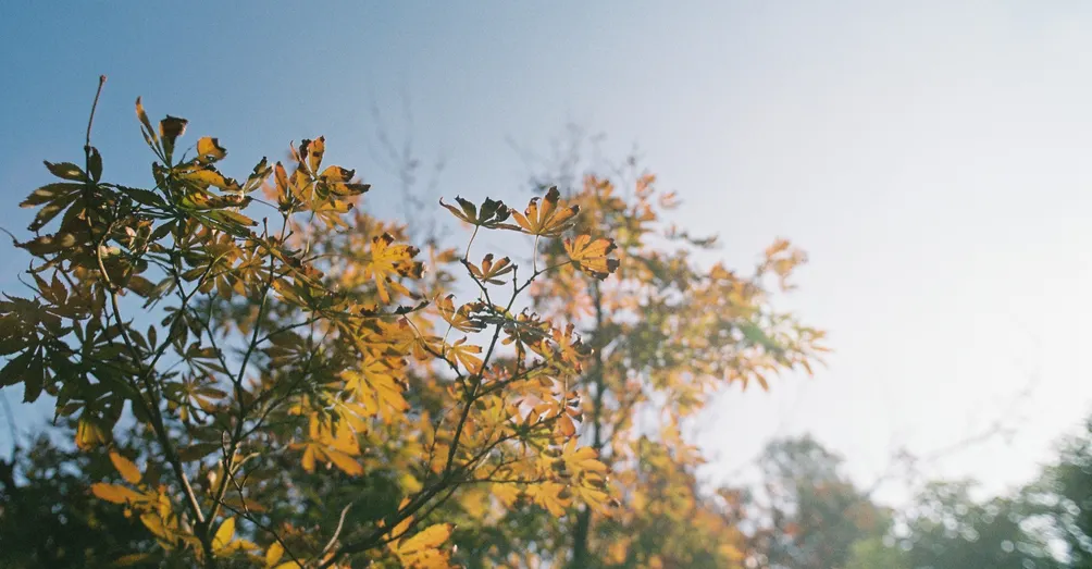 光影日記｜Filmphotocall 