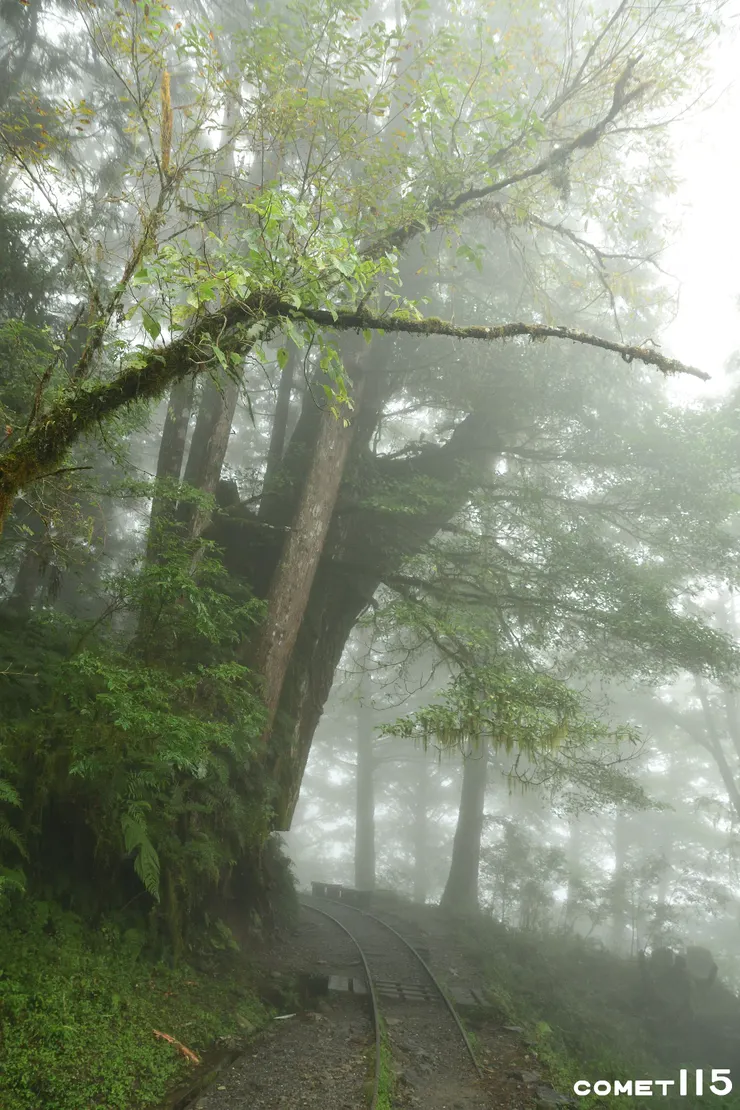 路線旁出現參天巨木(往步道終點方向拍)