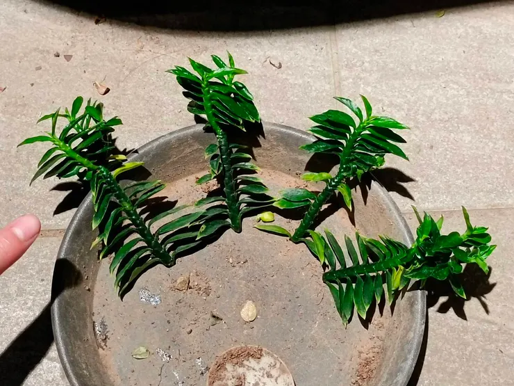 剪下枝條,每段長度建議大約在 5 ~ 15公分之間