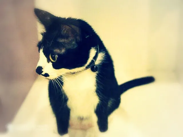 她的名字叫 HANAちゃん ，不管天塌下來，過得再累再辛苦，身邊只要有她陪伴，聽聽她的聲音，摸摸她就能讓我心安，她是我精神上最大的支柱。