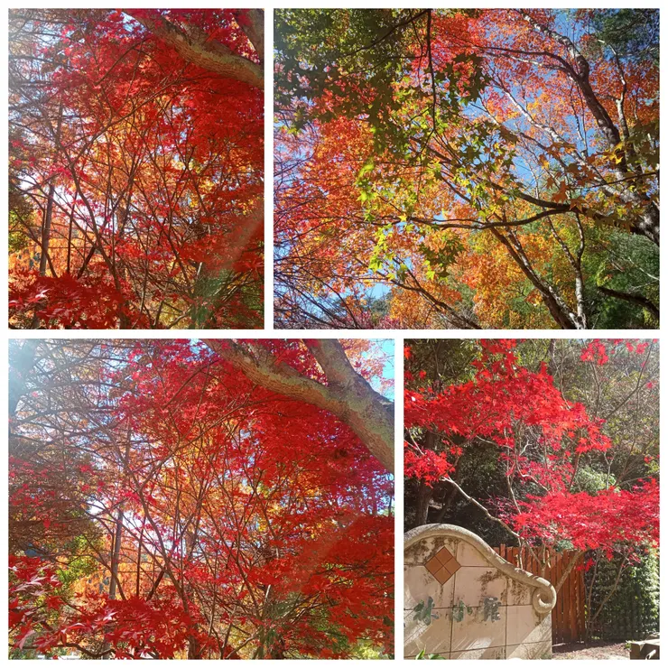 武陵國民賓館一帶楓葉景色