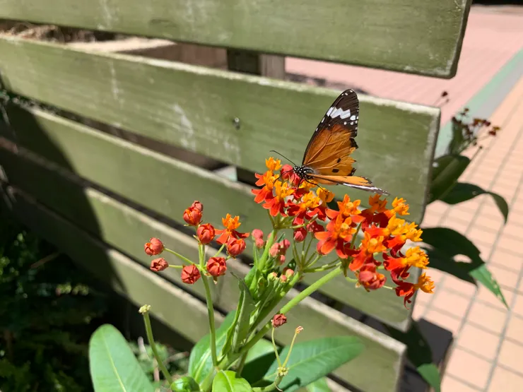 這隻蝴蝶超乖的，心心拍她幾十張風再大就是停著讓我慢慢拍🥰