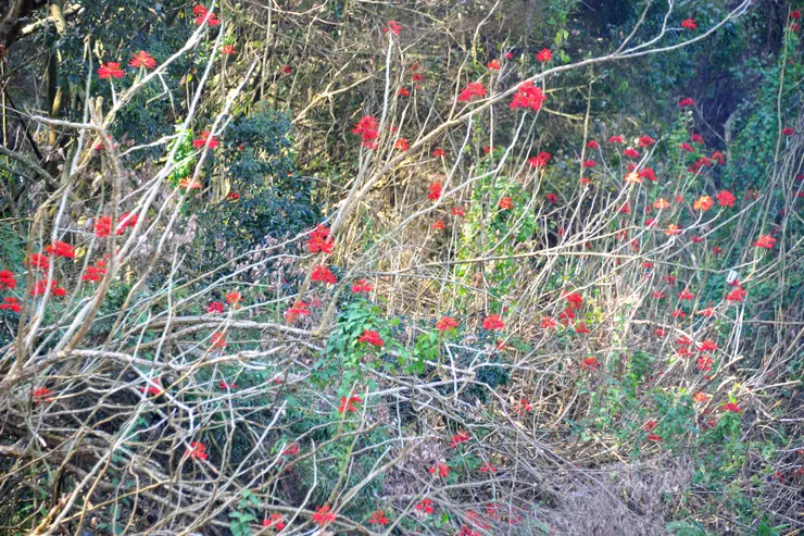 【劫餘的火焰刺桐在初升段前發光─聖普宮登山口。本來更大片的火焰刺桐不知因何被人砍除過半，否則更壯觀。】