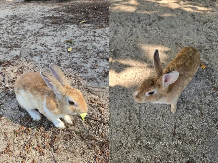 大久野島上有非常多兔兔，可以自備高麗菜來餵食牠們唷