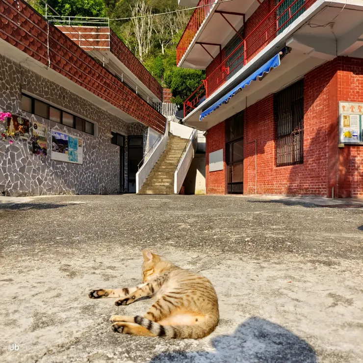 【經過天主堂到活動中心吃早餐！碰到一隻目中無人的貓自在曬太陽。】