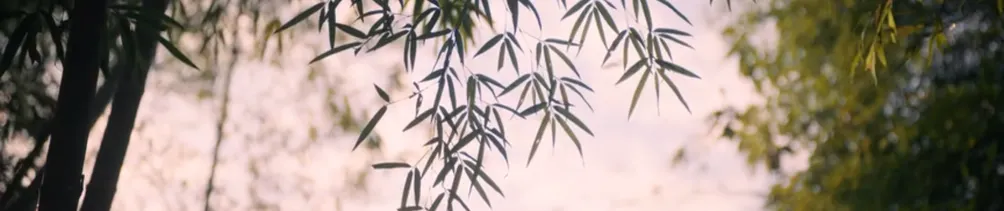 草木有家的沙龍