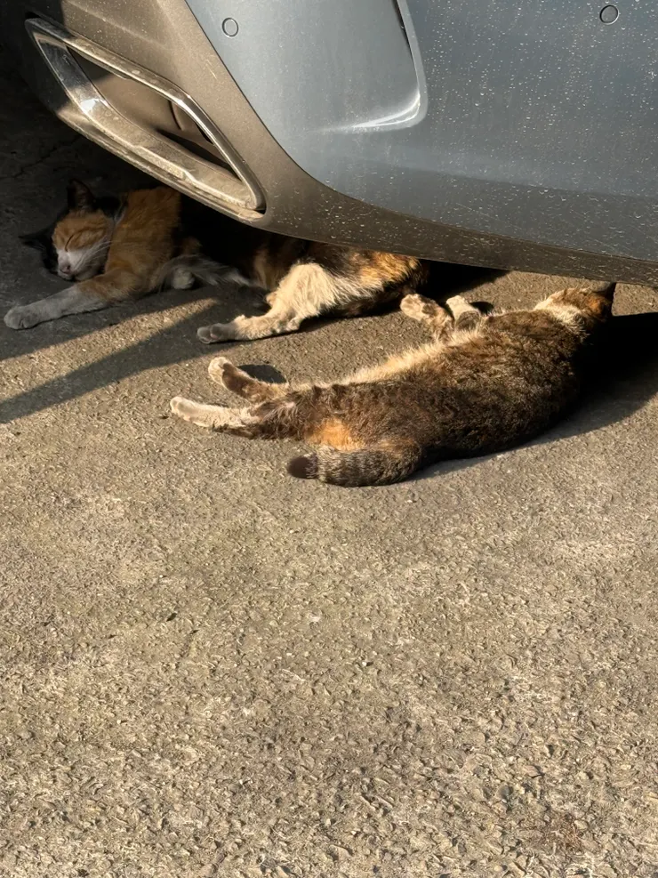 2026/02/14 睡覺的貓