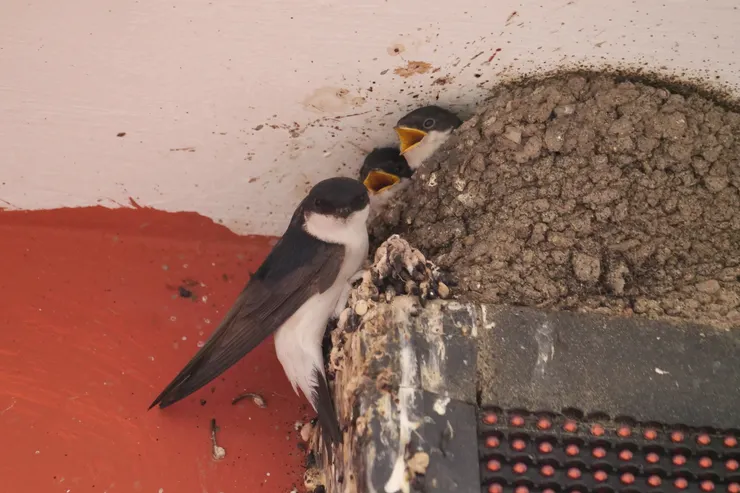 白腹毛腳燕的巢只容許寶寶露出頭，感覺比較安全