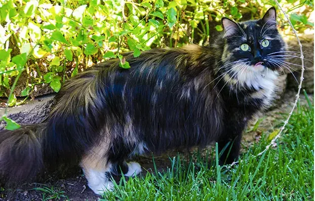 皮毛最長的貓Sophie（圖片來源：Laughing Squid）