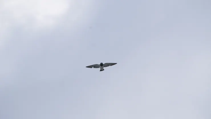 飛得不快，所以很好拍