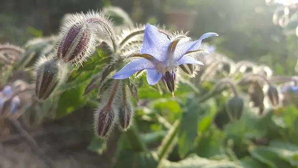 全身刺絨絨的琉璃苣，從莖葉到花苞都密附著粗糙的絨毛，看起來張牙舞爪的！卻開出纖巧細緻、有如琉璃般夢幻藍紫色的星形花朵。