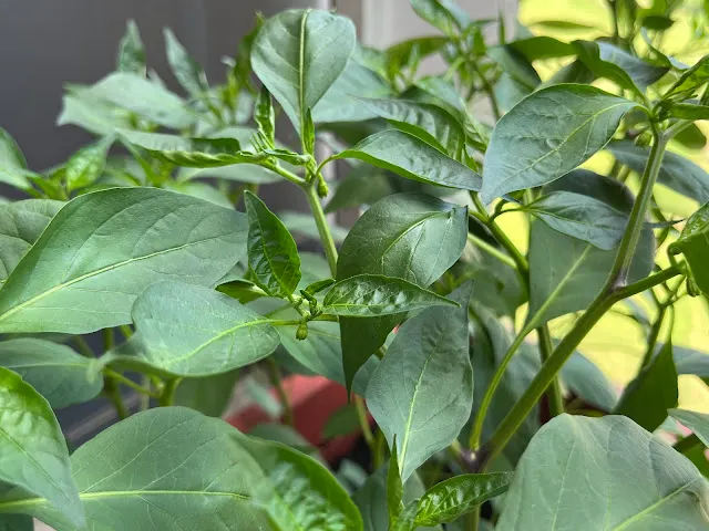 左邊盆栽 發現花苞