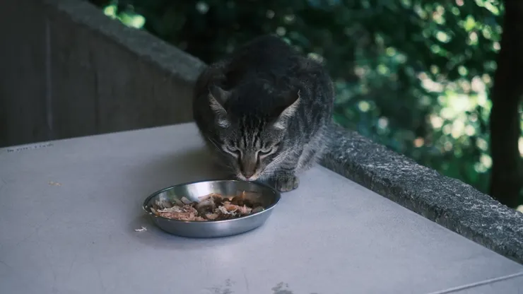 3號選手:一看就護食
