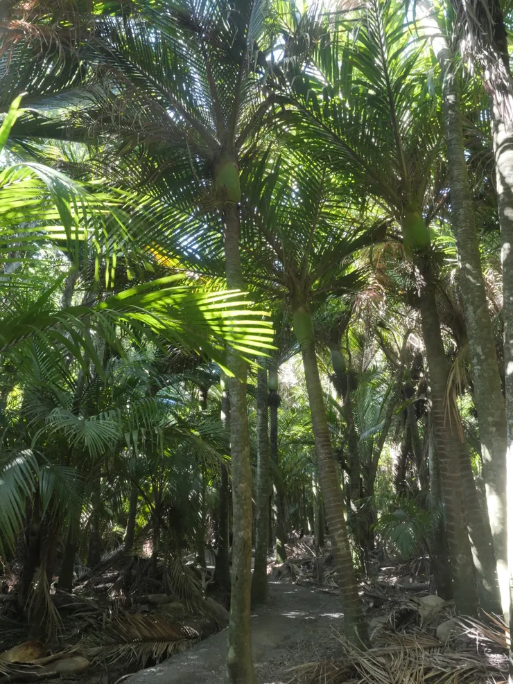 小小的步道穿梭在棕櫚森林中，有種一不小心就會被巨大落葉砸到的錯覺。