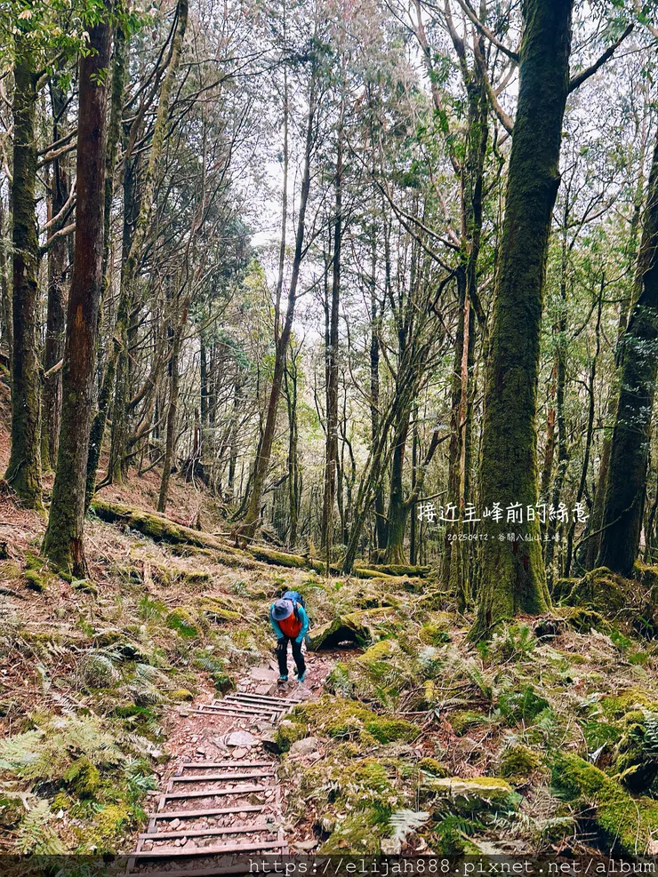 【谷關健行/住宿】谷關七雄老大。海拔2366公尺八仙山主峰。