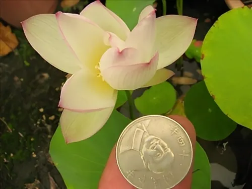 早在明朝即有「花開若錢」的碗蓮栽培法