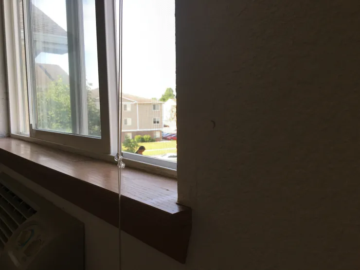 小燕子伸長脖子從我的窗口偷窺