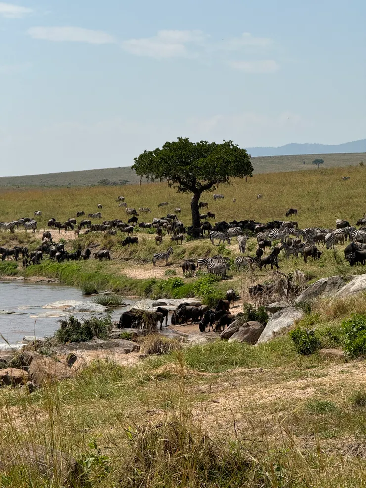 只想喝水,不想渡河的動物們