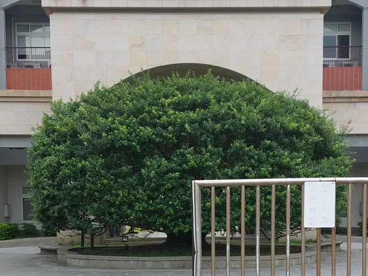 花蓮女中校門美樹 / 資料來源:我自己