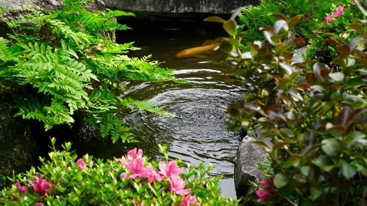 綠意、彩花、魚游之樂。以旅行盛滿東京都內靜謐的春色。©葛飾区山本亭